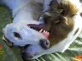 Silke and Pavel Pollux, the Borzoi Silke and Pavel Pollux, the Borzoi