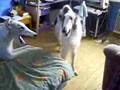 Borzoi video
