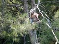 Tarzan Bay: Helmsman Tarzan Bay: Helmsman