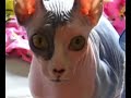 My cat