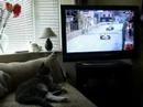 monaco grand prix watched by cat monaco grand prix watched by cat