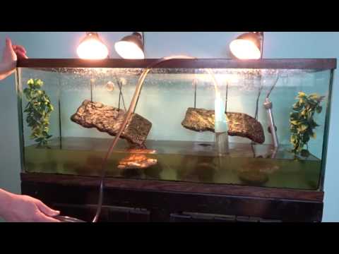 video-linktoworks-Turtle Tank Cleaning - How I Clean My Turtle Tank