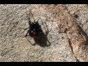 Black Widows of the south.. Bites and Stings series