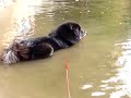 Chembo Chi - the Tibetan Mastiff
