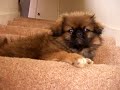 baby pekingese girl