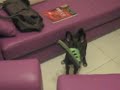 Slipper Stealer
