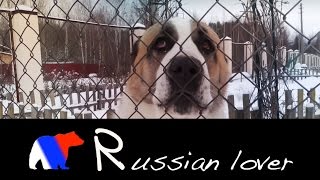 FELIZ NAVIDAD RUSA A TODOS (7 ENERO)