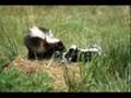 videos de watch this video now!!!!!!!must see!!!!!!!!important notice!