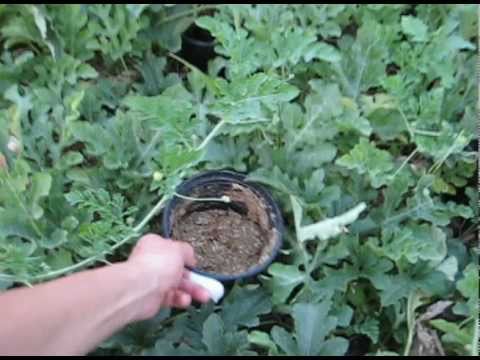 how to fertilize watermelons
