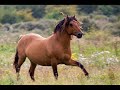 ballade sur chevaux henson 09/2006