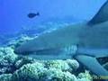 Manihi & Moorea Stills