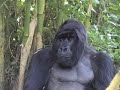 mountain gorillas wild in rwanda/uganda