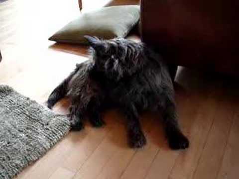 Griffin's rabies/distemper ...