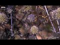 wasp attack, PCO high speed camera, slow motion