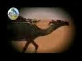 موقع سمان الهرج الشعبي مزاين مزايين الابل بعير ناقه ناقة فحل مجاهيم وضح قصايد قصيده قلطات قلطه شعر اشعارالهاجري القحطاني العتيبي السبيعي اليامي العجمي المري الحربي الدوسري شعبي
