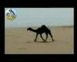 مزاين قبيلة الدواسر