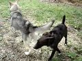 Saarlooswolfhunde begruessen sich!