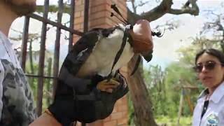 Corpoboyacá liberó un Halcón (micrastur semitorquatus)