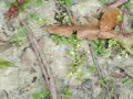 Surto psicotico no terreno
