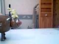 videos de MIGHTY MALTS