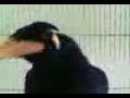 bad daffy uncut part 2