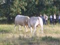 bull fight  tourem