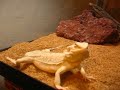 Pastel Bearded Dragon Pastel Bearded Dragon