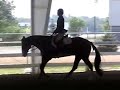 Bandelier - 6 yr old Overo Gelding FOR SALE
