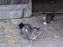 f�r meinen tierlieben Freund