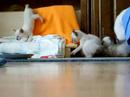 Siam Kittehs: First Steps Outside the Nest! Siam Kittehs: First Steps Outside the Nest!
