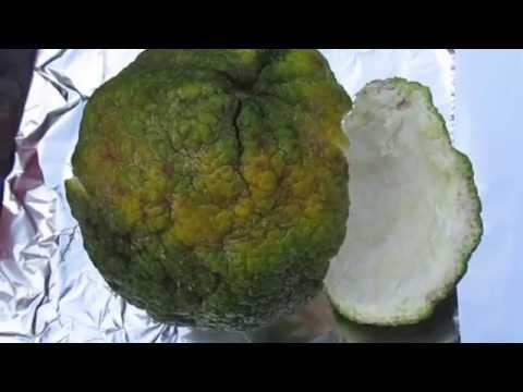 how to grow ugli fruit