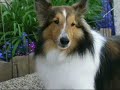Adorable Sheltie From Pup to Present