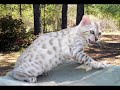 Crazy Goofy Bengal Cats