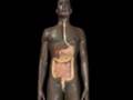 Anatomía Humana