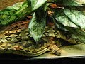 Philadelphia Zoo Dumeril\