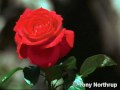 Dini Sohbetler Ilahiler Ezgiler Sesli ve Goruntulu Sohbetler islami film Kuran mp3 tefsir hadis belgesel Islami Sohbet Kasideler Islami Mp3 ler