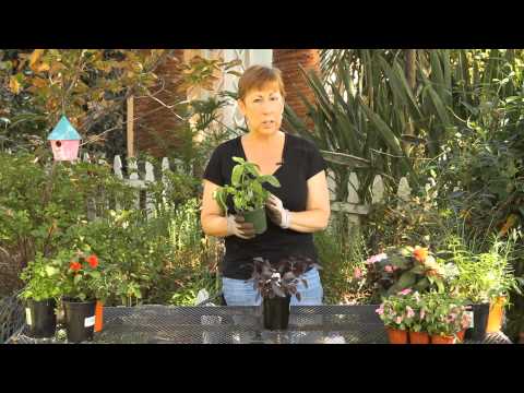 how to eliminate gnats in yard