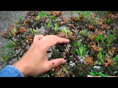 how to harvest rhododendron seeds