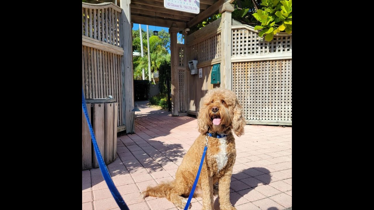 Delray Dog Walks at Cranes Beach House & Luxury Villas