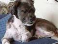 飼い主に捨てられていたワンちゃん（犬（※雑種)）を昔の仕事仲間が飼ったのですが僕と同じ挙動不審ですねぇ。。。