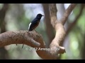 Click here to watch this video White Rumped Shama - A Melodious Songbird.wmv