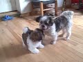 Otis and Mickey~ Puppies Otis and Mickey~ Puppies