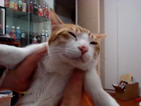 「[ネコ]まさに夢心地。飼い主にモフモフマッサージをされ、極楽気分な表情を浮かべる猫。」のイメージ
