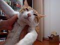 [ネコ]まさに夢心地。飼い主にモフモフマッサージをされ、極楽気分な表情を浮かべる猫。のサムネイル1