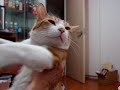 [ネコ]まさに夢心地。飼い主にモフモフマッサージをされ、極楽気分な表情を浮かべる猫。のサムネイル2