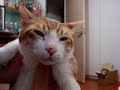 [ネコ]まさに夢心地。飼い主にモフモフマッサージをされ、極楽気分な表情を浮かべる猫。のサムネイル3