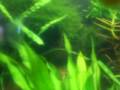 acaras bandeiras num aquario plantado 