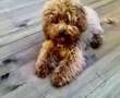 Toy Poodle video
