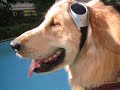 Dino the Golden Retriever - Dino Growing Up in Style