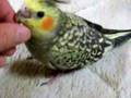 I pet a cockatiel on the head, オカメインコをなでなで